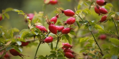 Prednosti i štete ekstrakta šipka u prahu